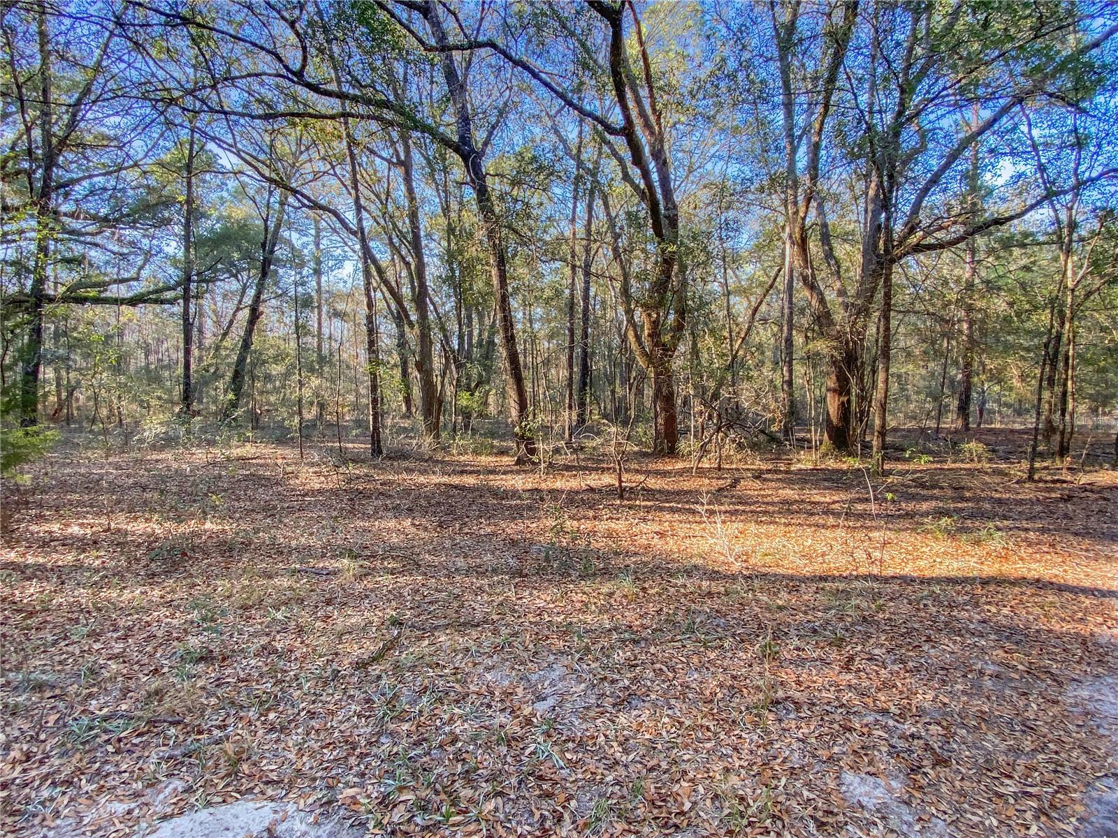 SW BUFFALO CT, FORT WHITE, FL, 32038