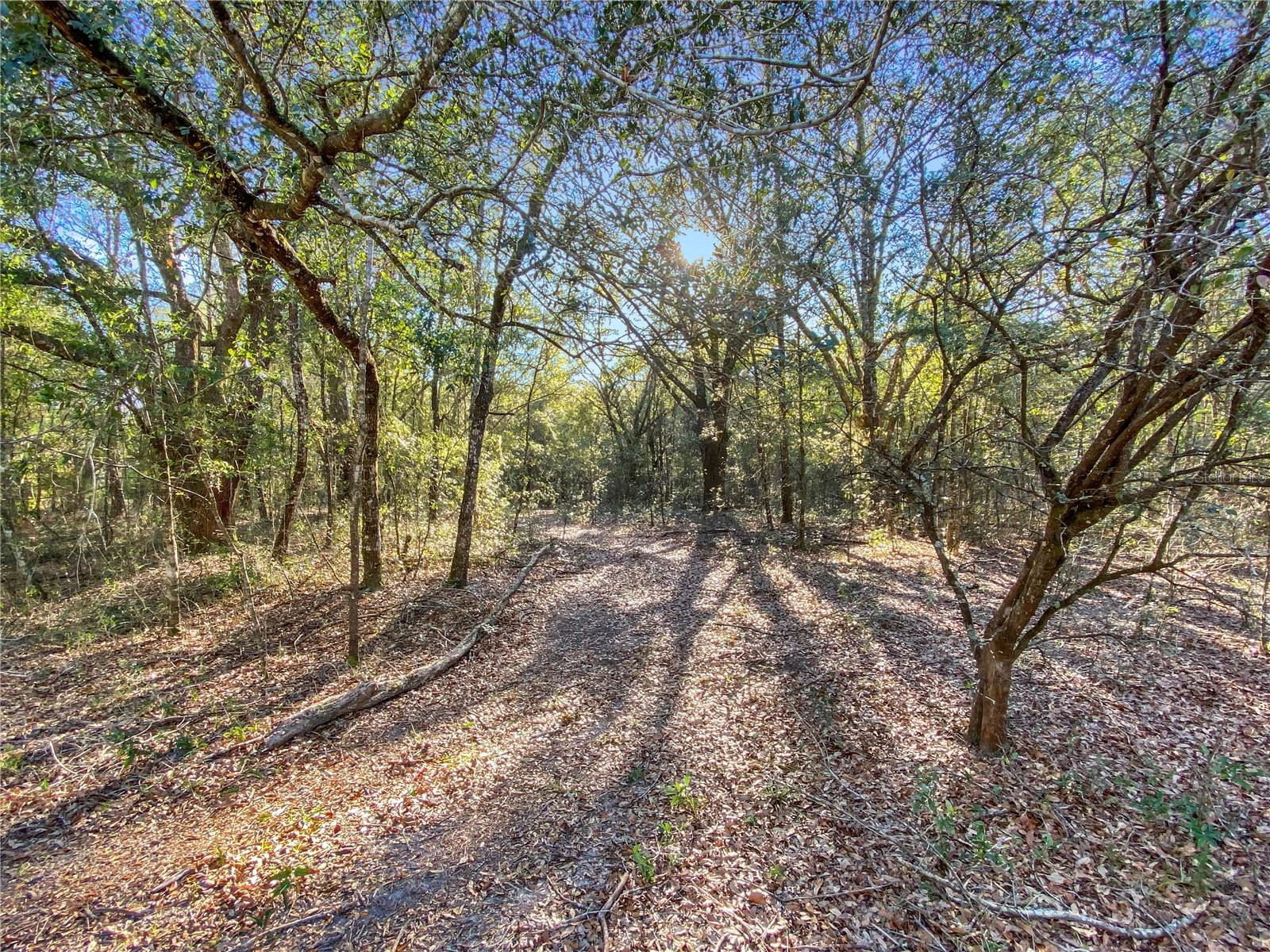 SW BUFFALO CT, FORT WHITE, FL, 32038