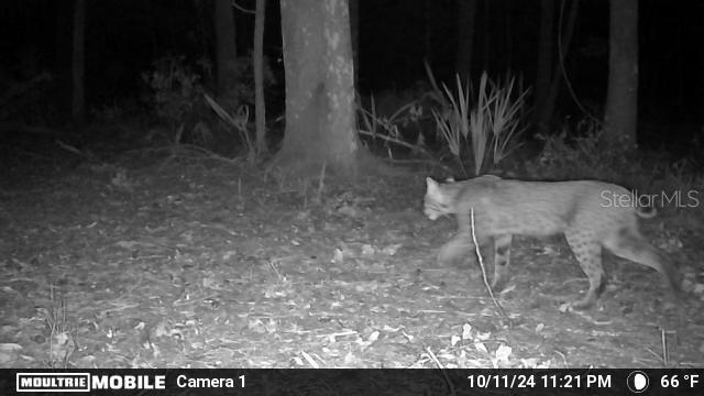 11816 SE COUNTY ROAD 234, MICANOPY, FL, 32667