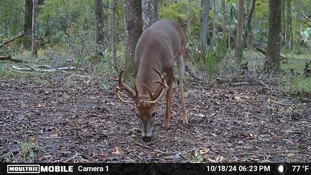 11816 SE COUNTY ROAD 234, MICANOPY, FL, 32667