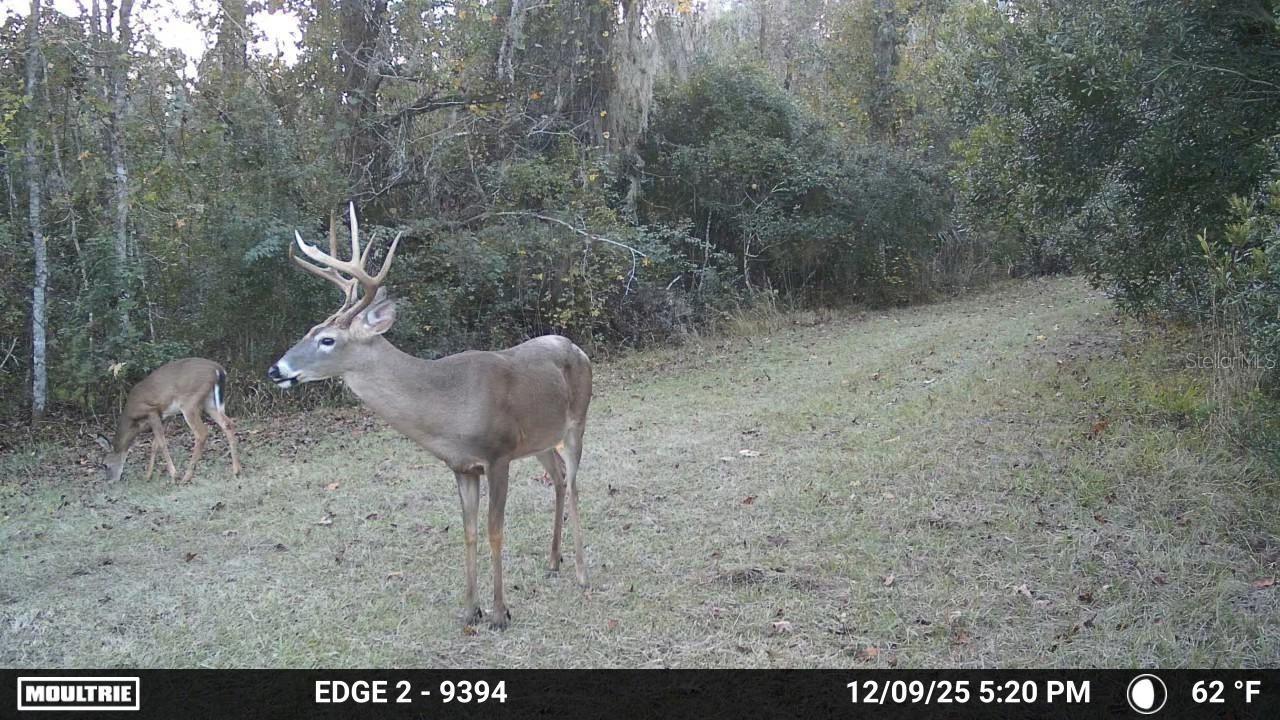 11816 SE COUNTY ROAD 234, MICANOPY, FL, 32667