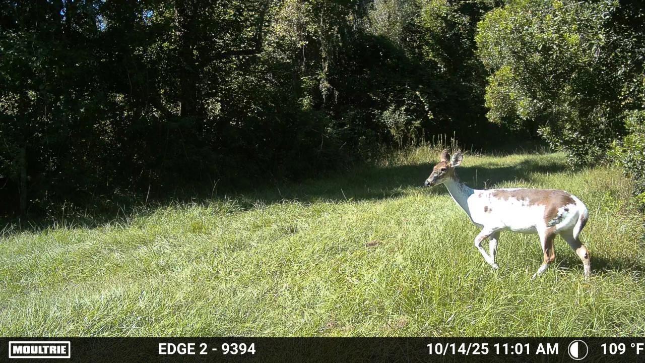 11816 SE COUNTY ROAD 234, MICANOPY, FL, 32667