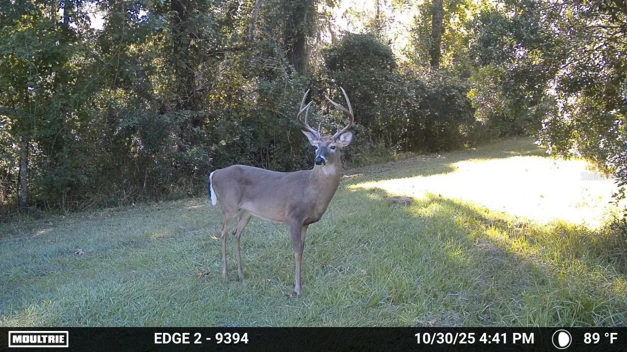 11816 SE COUNTY ROAD 234, MICANOPY, FL, 32667