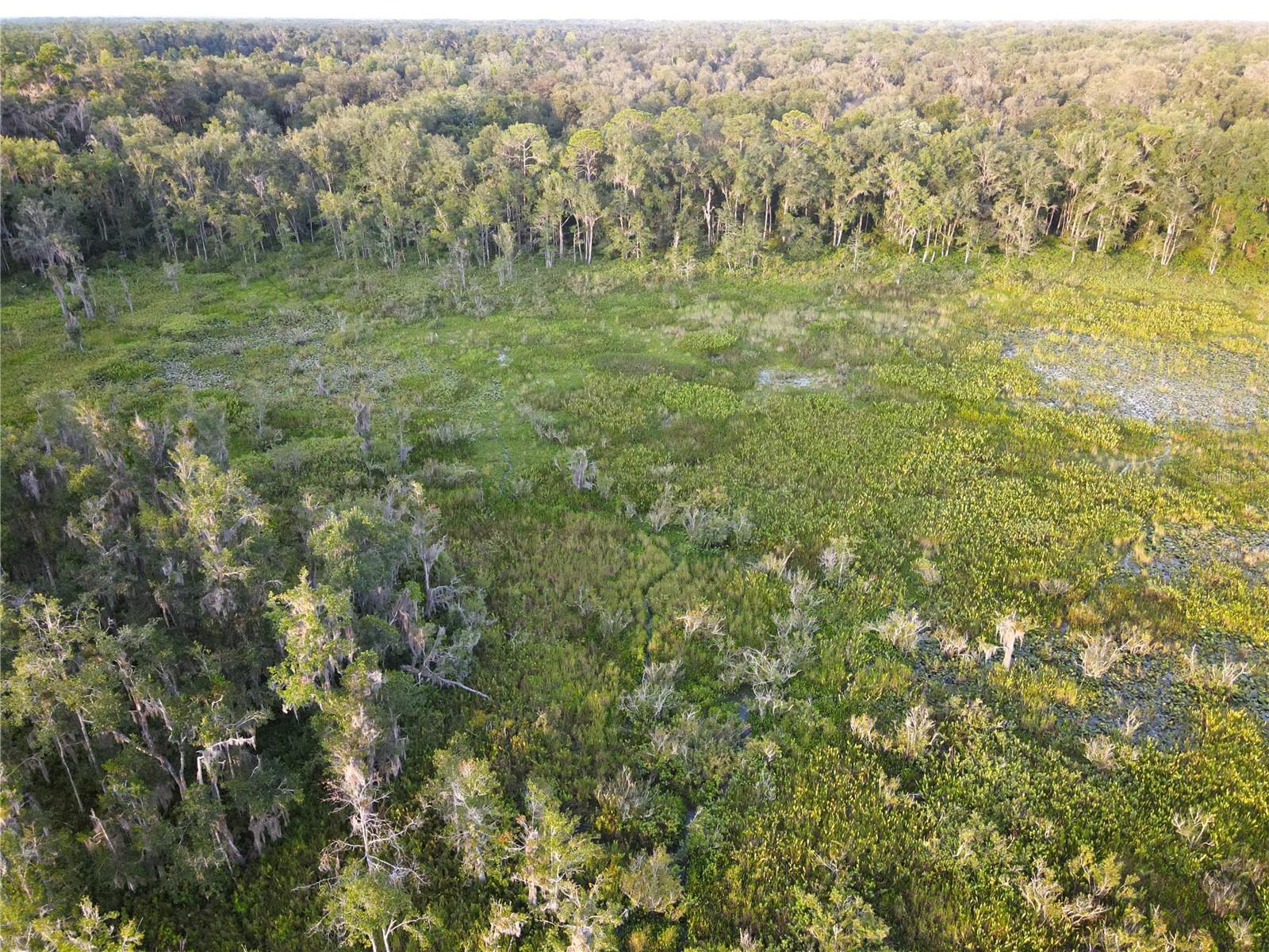 11816 SE COUNTY ROAD 234, MICANOPY, FL, 32667