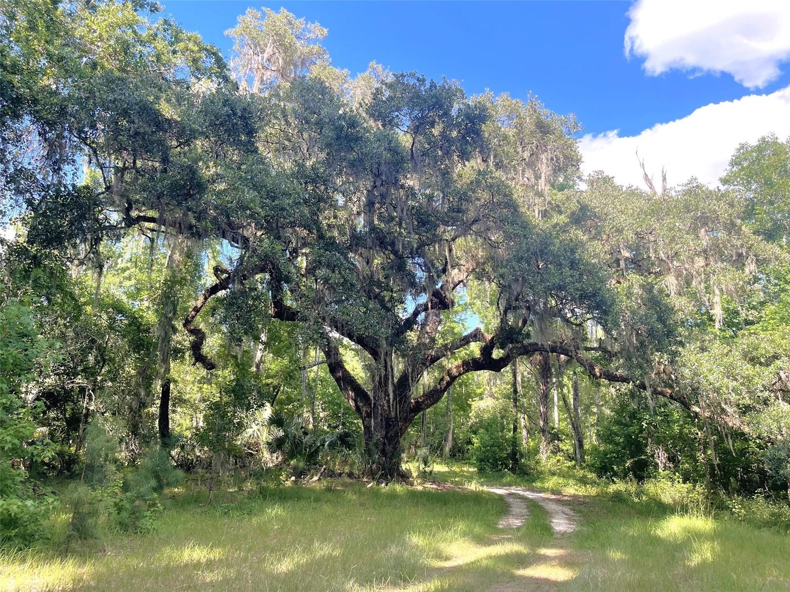 11816 SE COUNTY ROAD 234, MICANOPY, FL, 32667
