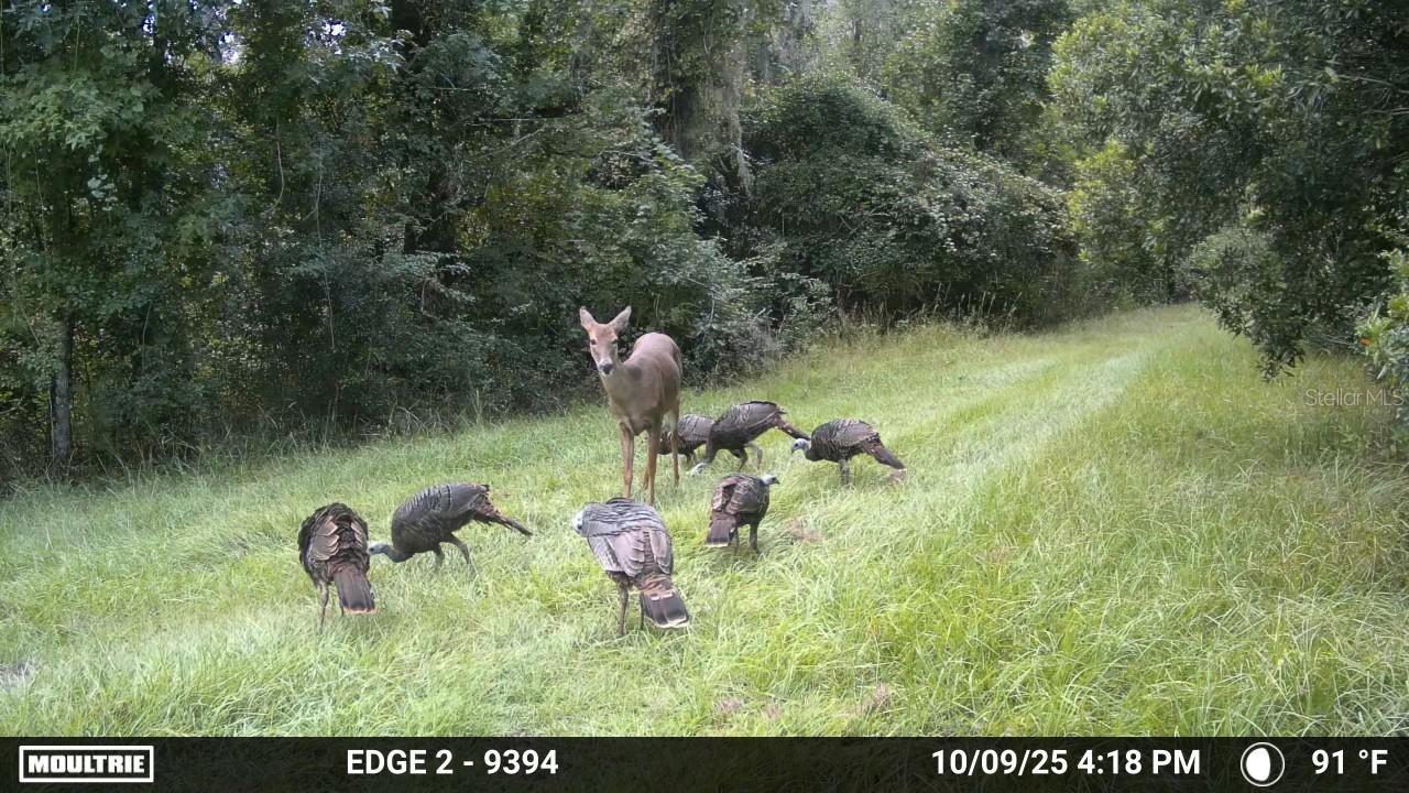 11816 SE COUNTY ROAD 234, MICANOPY, FL, 32667