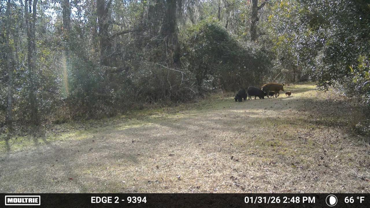 11816 SE COUNTY ROAD 234, MICANOPY, FL, 32667