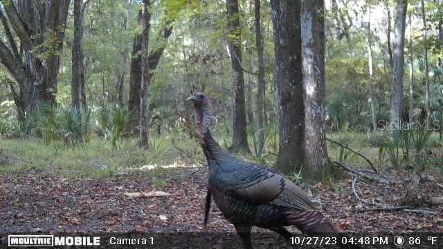 11816 SE COUNTY ROAD 234, MICANOPY, FL, 32667