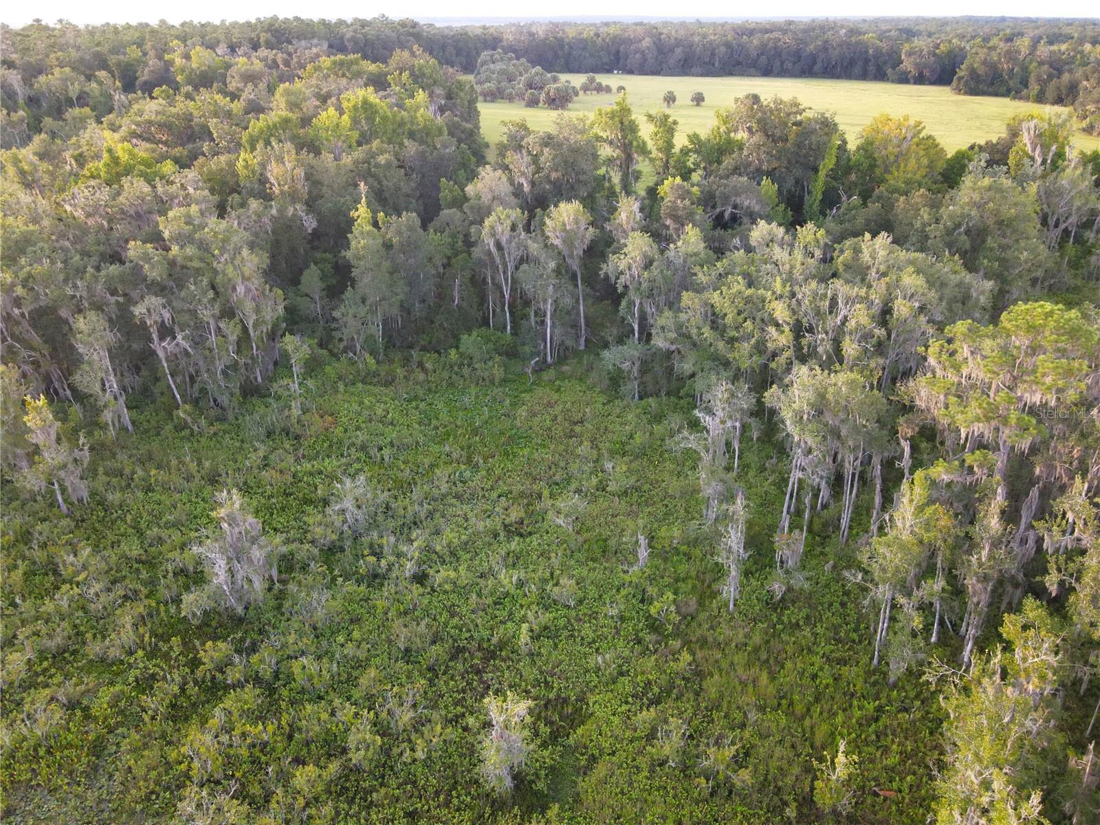 11816 SE COUNTY ROAD 234, MICANOPY, FL, 32667