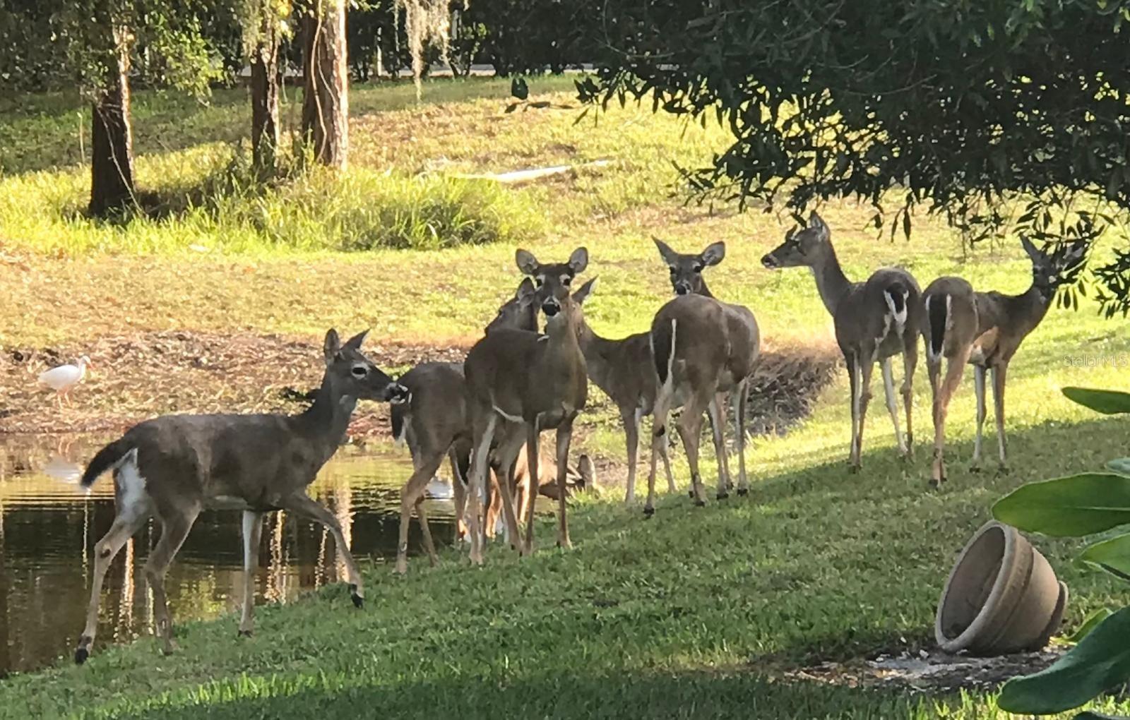Deer sightings are pretty much a daily occurrence!