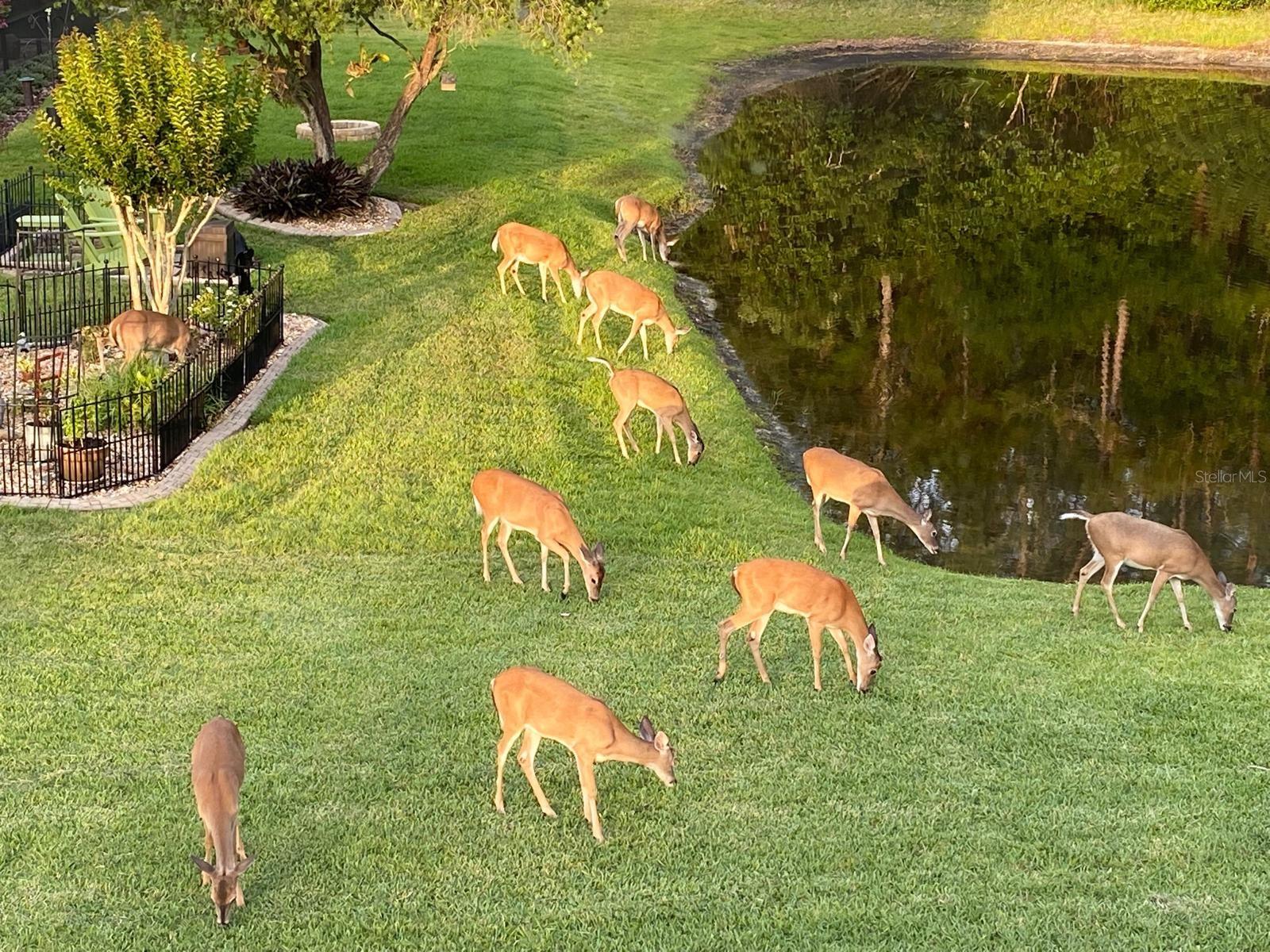 Taken in the backyard!