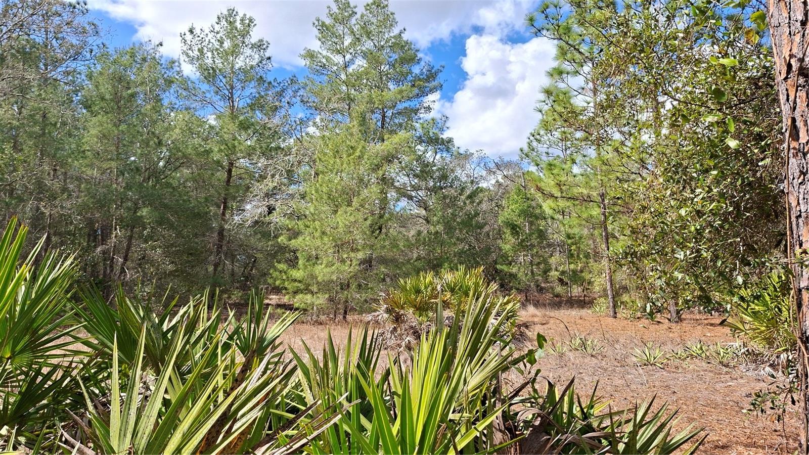 FISHER RUN, OCKLAWAHA, FL, 32183