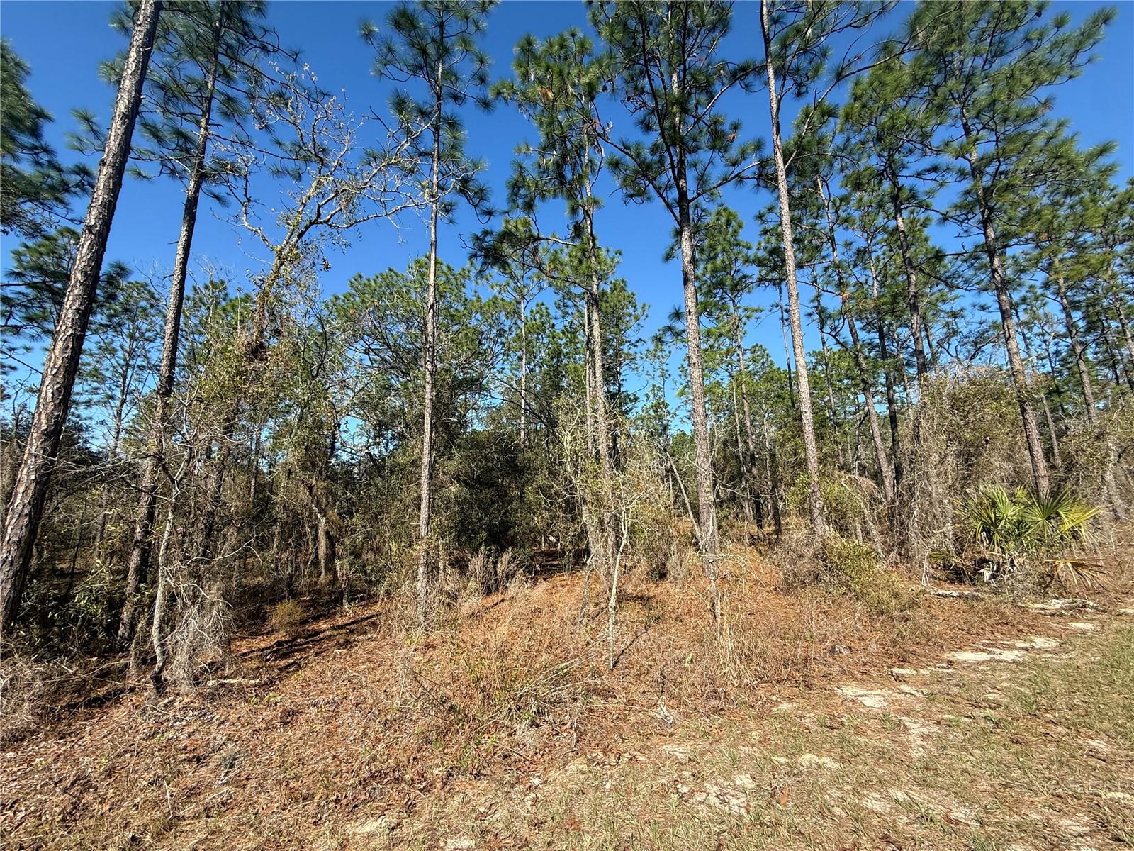 Lot 13 SE 129 CT, DUNNELLON, FL, 34431