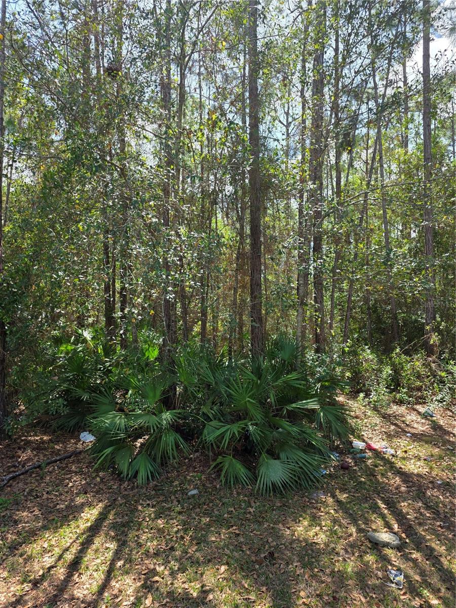 24326 MAXWELL, ASTOR, FL, 32102