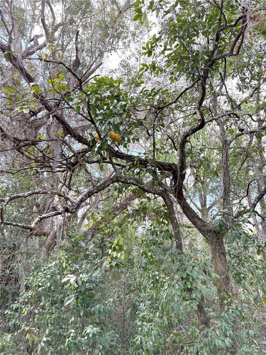 21249 DURDEN RD, DADE CITY, FL, 33523