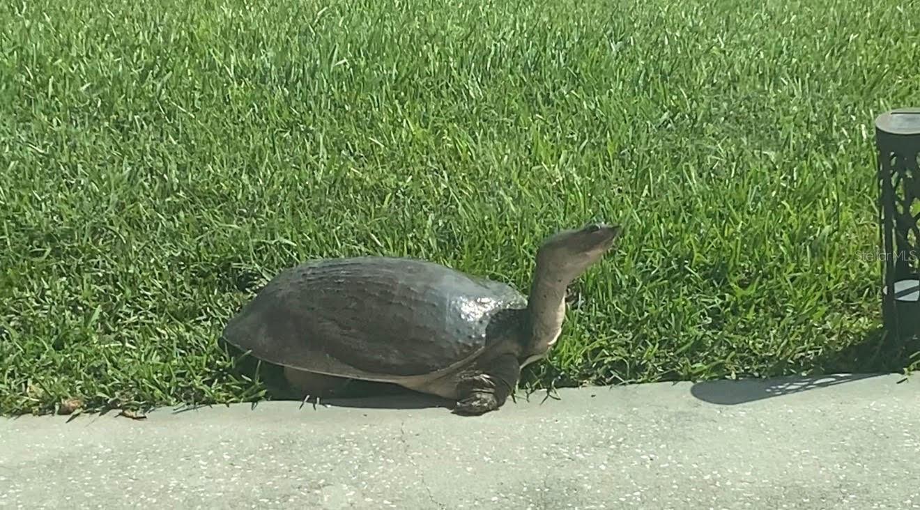 25500 GEDDY DR, LAND O LAKES, FL, 34639