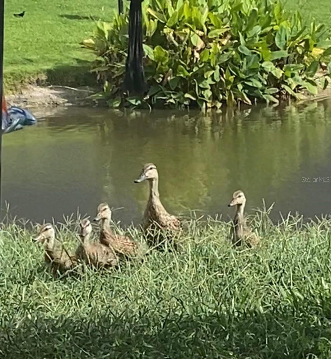 25500 GEDDY DR, LAND O LAKES, FL, 34639