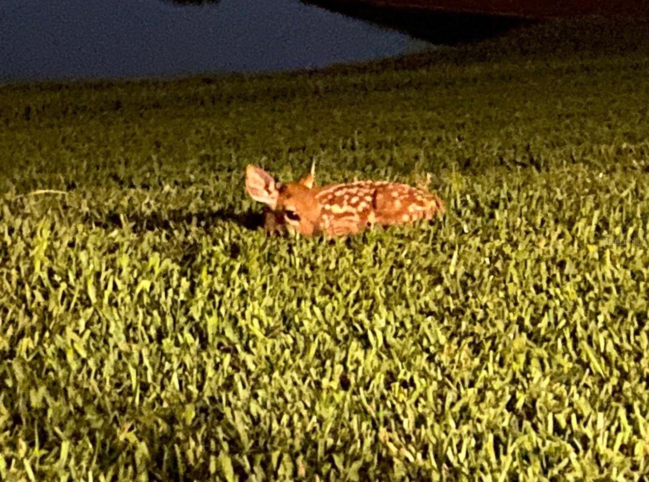 25500 GEDDY DR, LAND O LAKES, FL, 34639