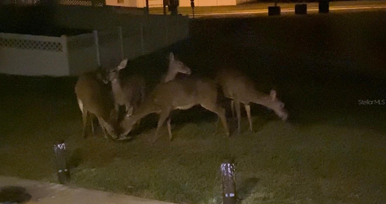 25500 GEDDY DR, LAND O LAKES, FL, 34639