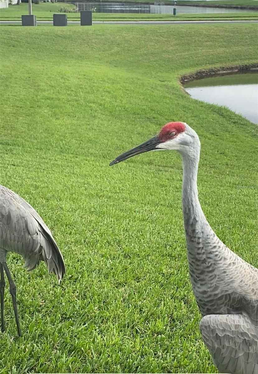 25500 GEDDY DR, LAND O LAKES, FL, 34639