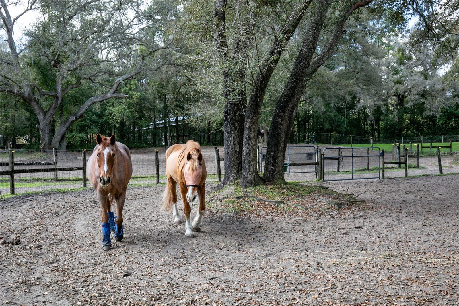 22301 CORONADO SOMERSET DR, SORRENTO, FL, 32776