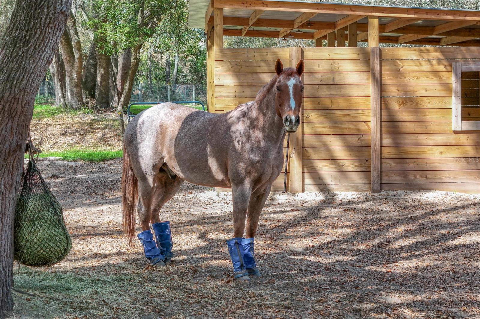 22301 CORONADO SOMERSET DR, SORRENTO, FL, 32776