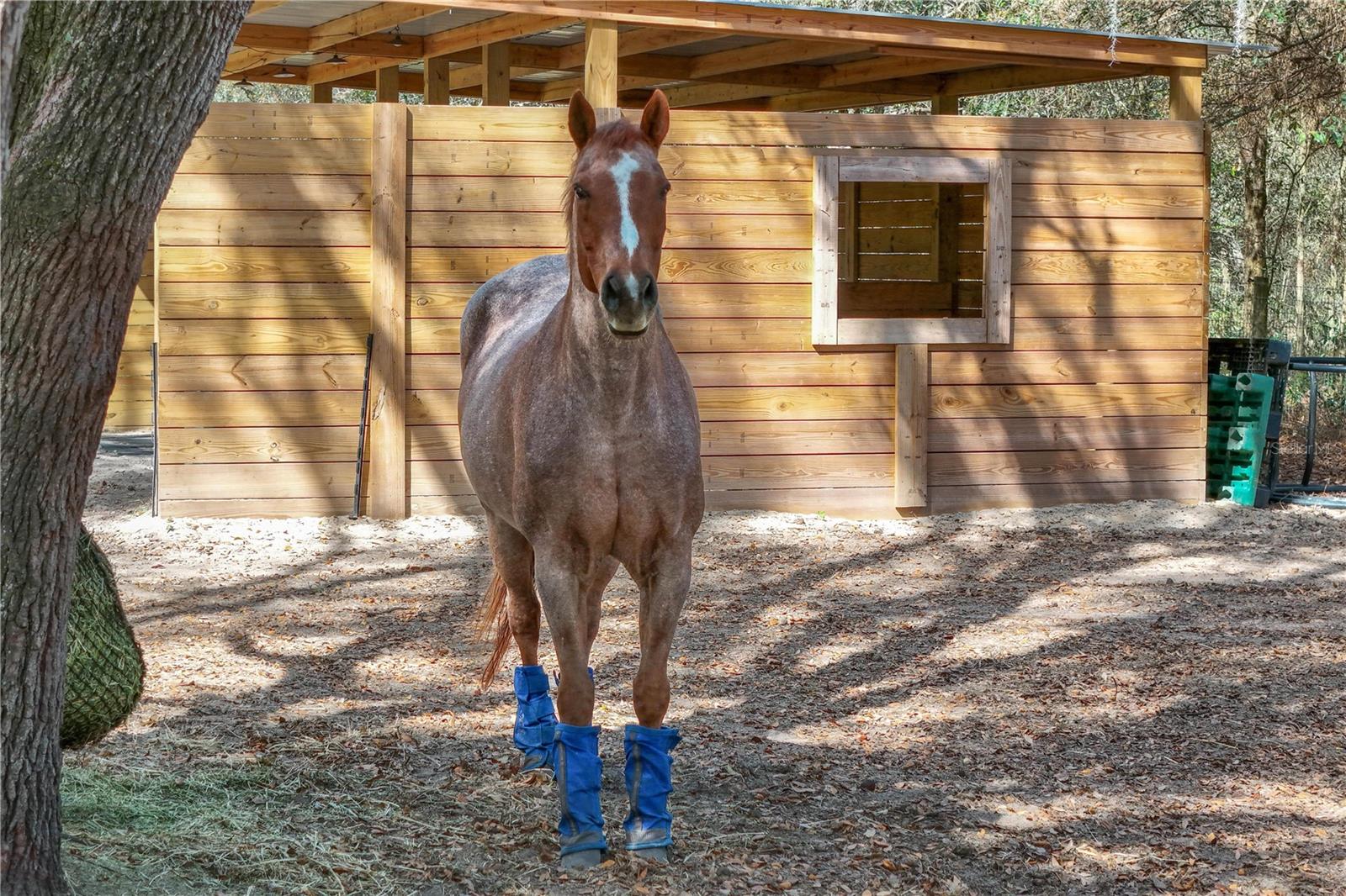 22301 CORONADO SOMERSET DR, SORRENTO, FL, 32776