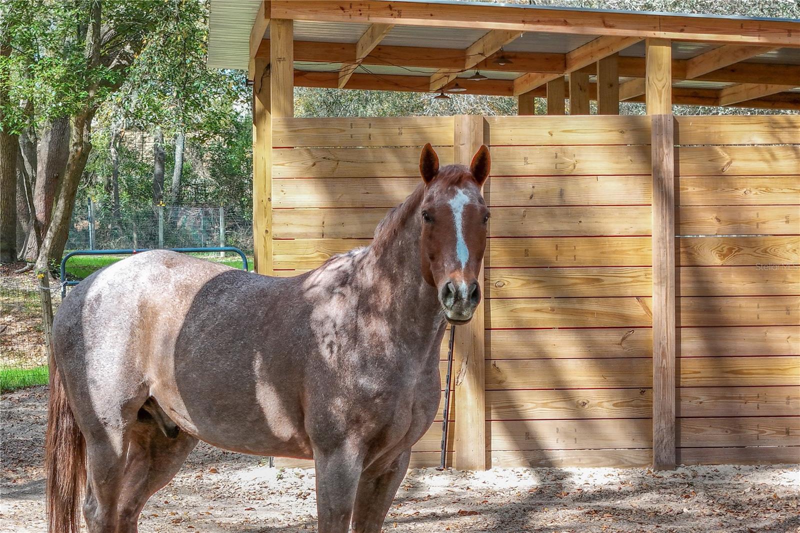 22301 CORONADO SOMERSET DR, SORRENTO, FL, 32776