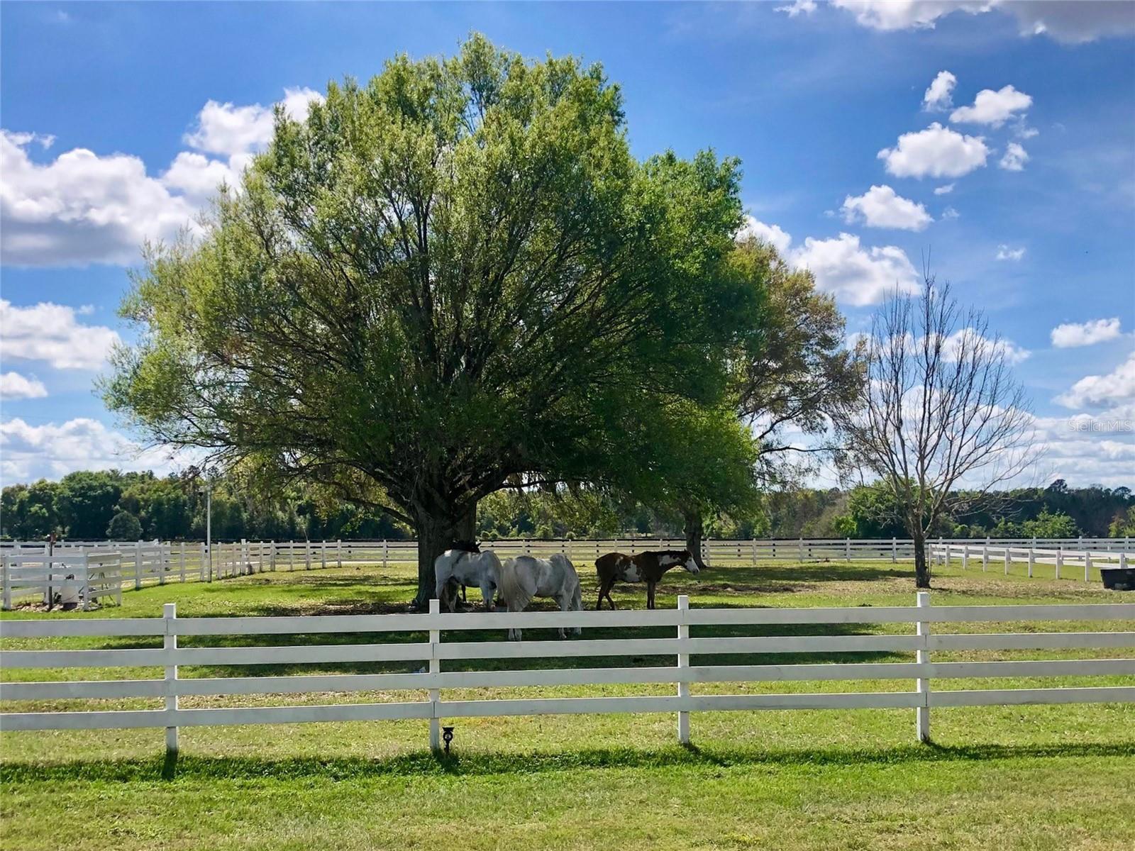 4015 INDIGO RD, GROVELAND, FL, 34736