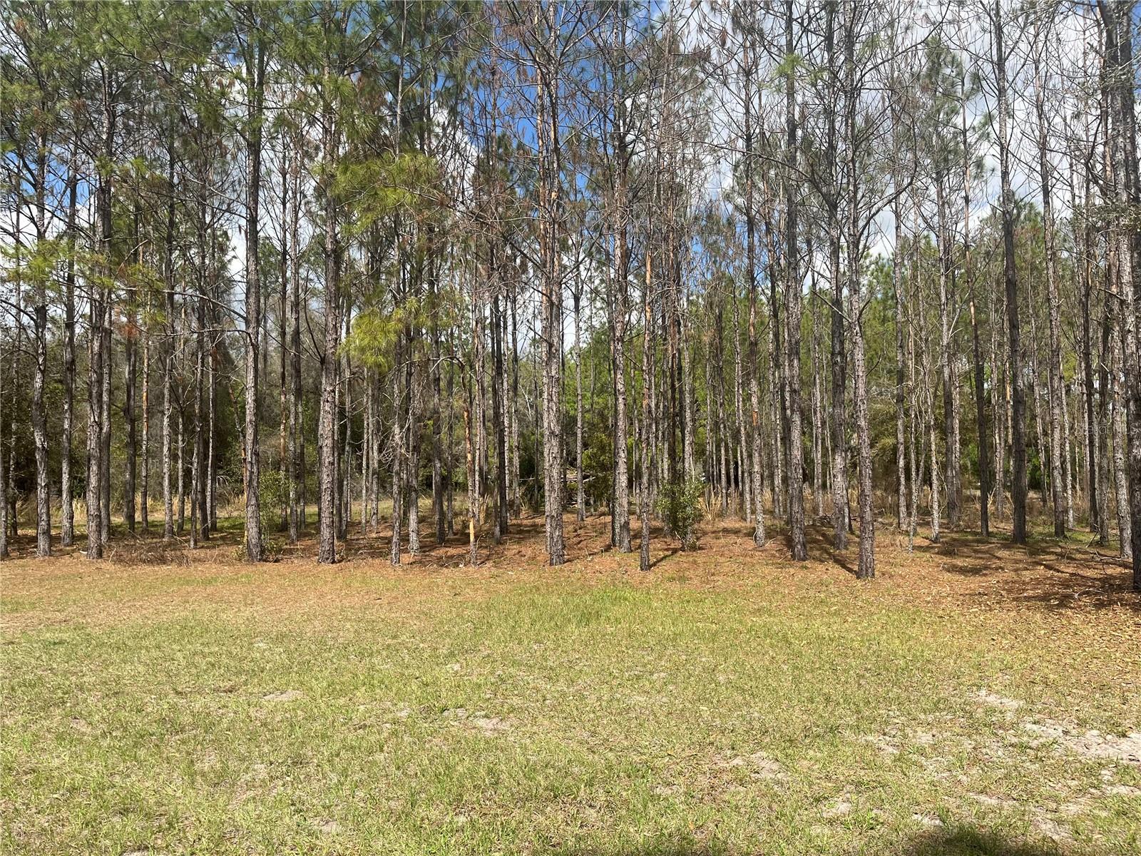 SR 471, WEBSTER, FL, 33597