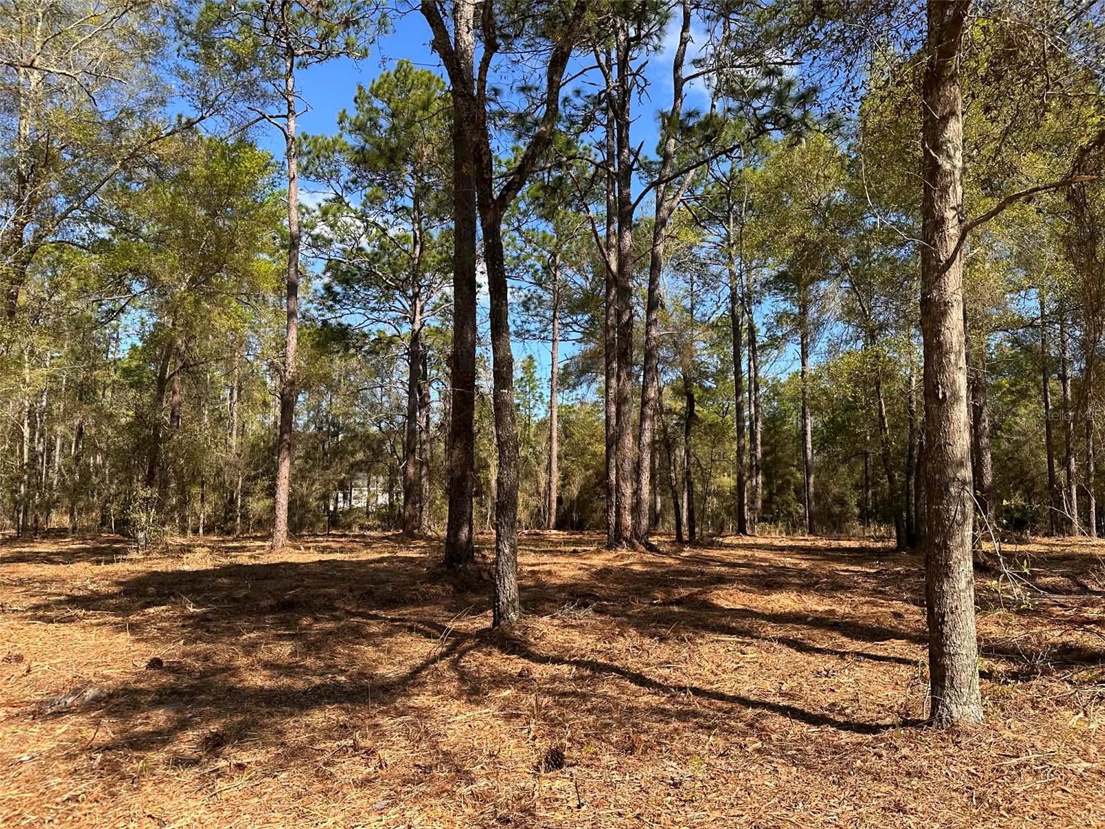 0 W HWY 40, OCALA, FL, 34481