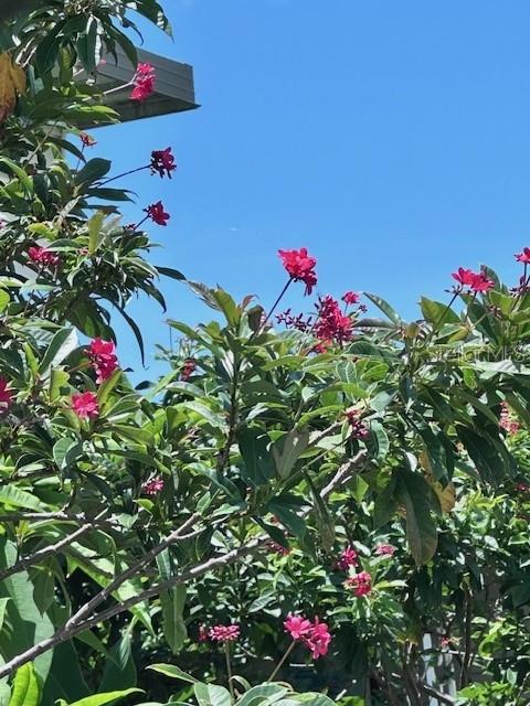 2119 LULLABY DR, HOLIDAY, FL, 34691