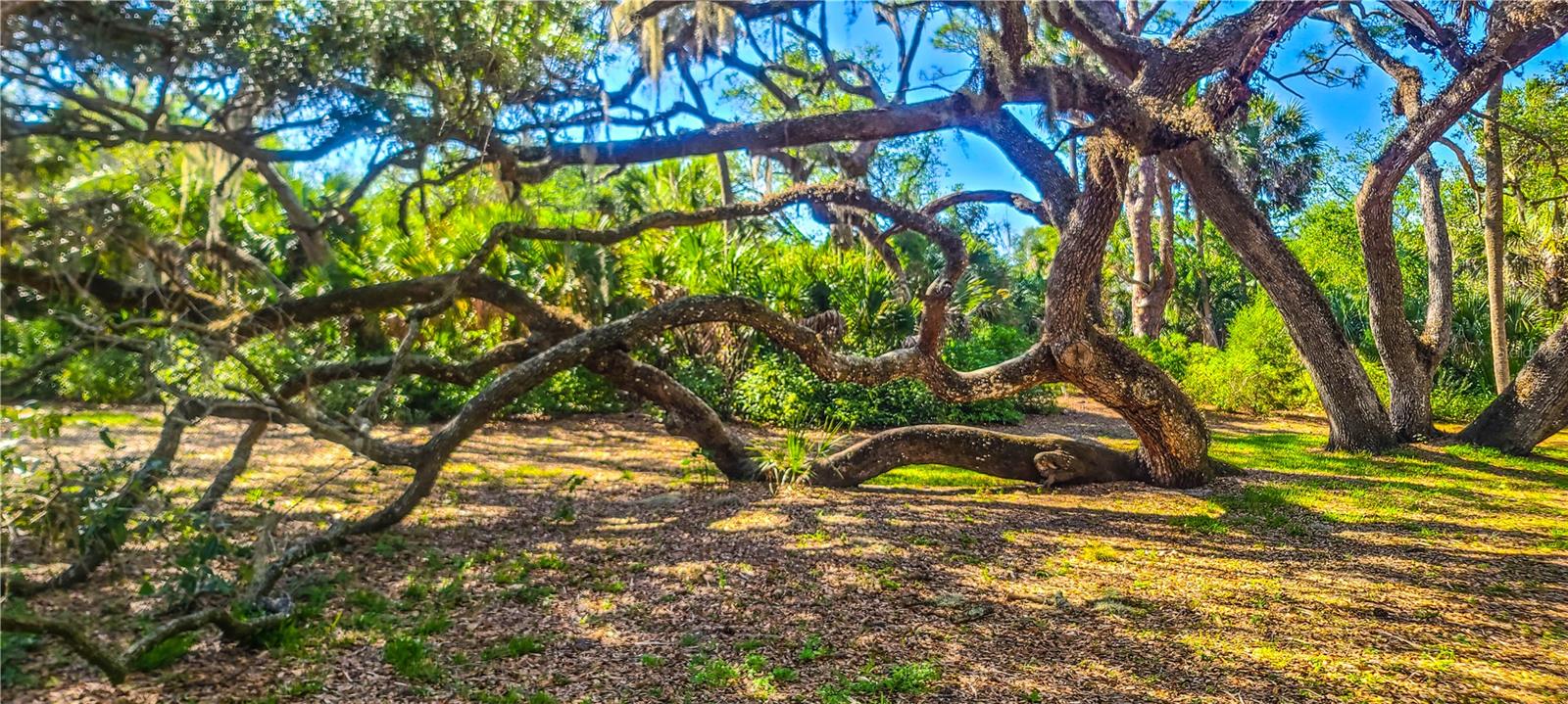 2749 ORCHID OAKS DR #302, SARASOTA, FL, 34239