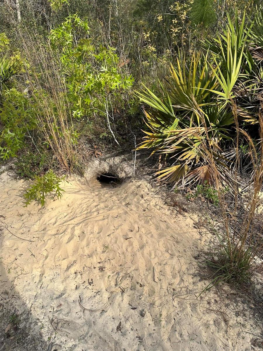 18055 SW 200 ST, ARCHER, FL, 32618