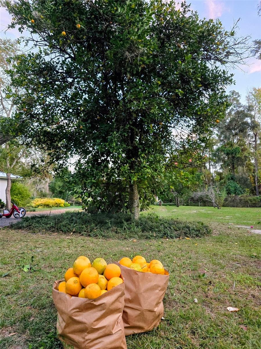 12182 SW STATE ROAD 45, ARCHER, FL, 32618