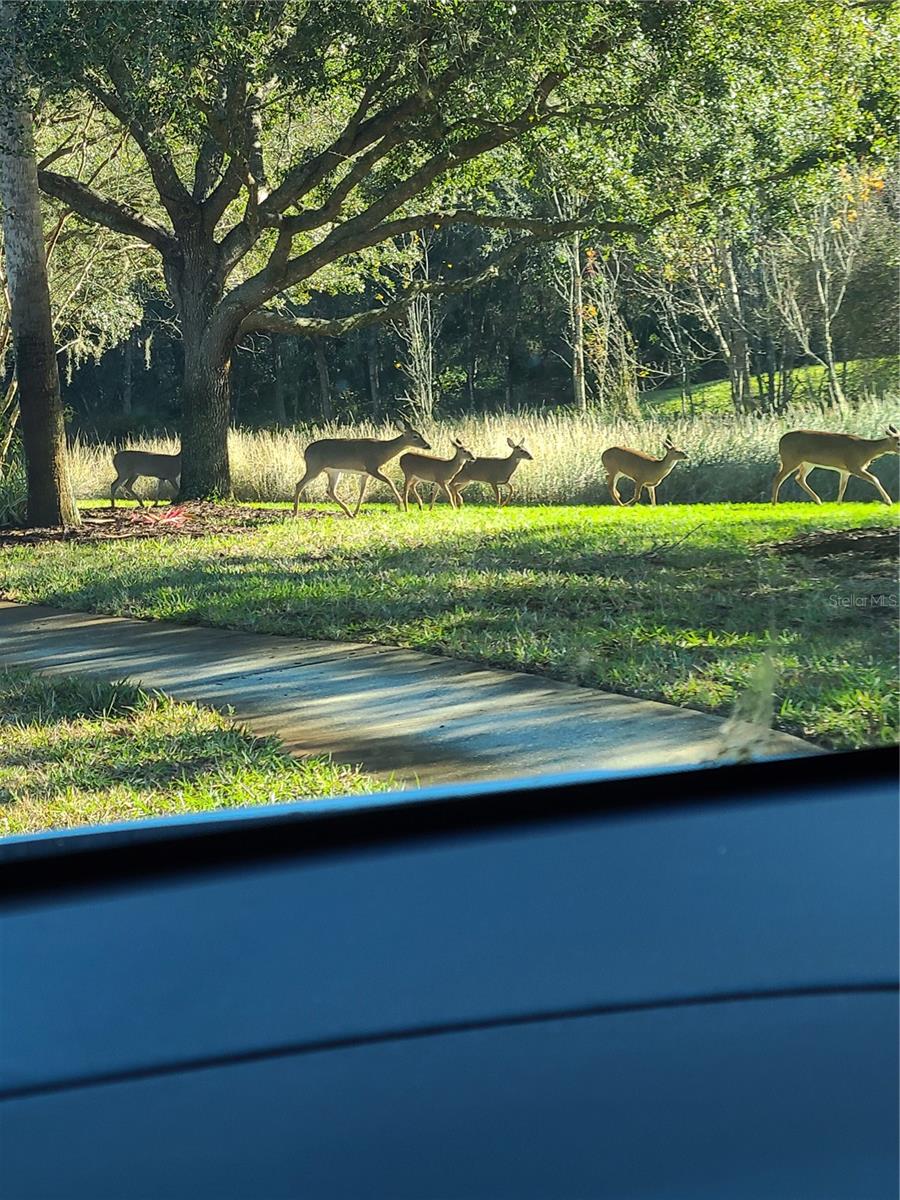 11150 PARADISE POINT WAY, NEW PORT RICHEY, FL, 34654