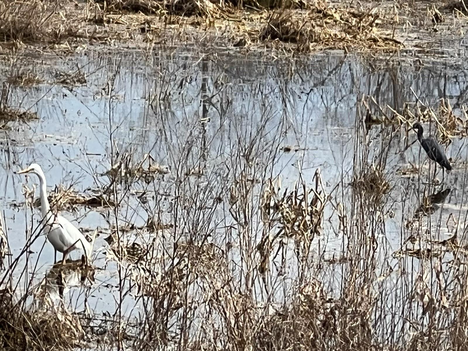 ESTES (HIGHLAND DR.) RD, EUSTIS, FL, 32726