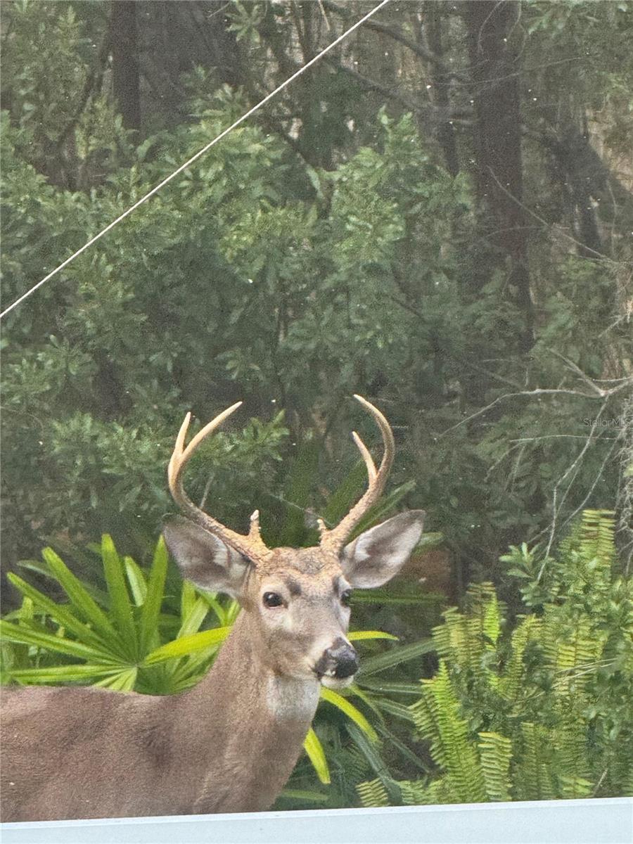8205 PONKAN RD, LAND O LAKES, FL, 34637