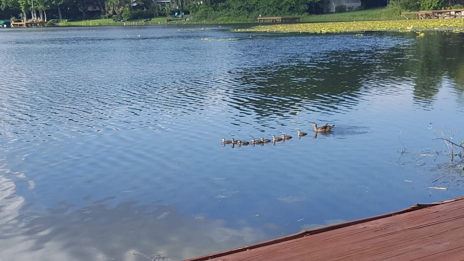 703 MEREDITH ST, FERN PARK, FL, 32730