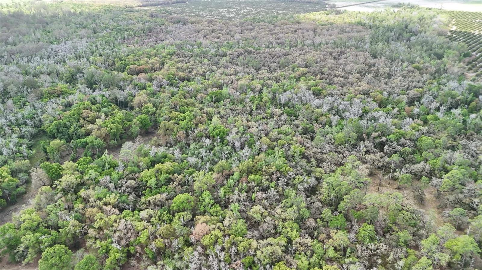 GILLETTE RD, ZOLFO SPRINGS, FL, 33890