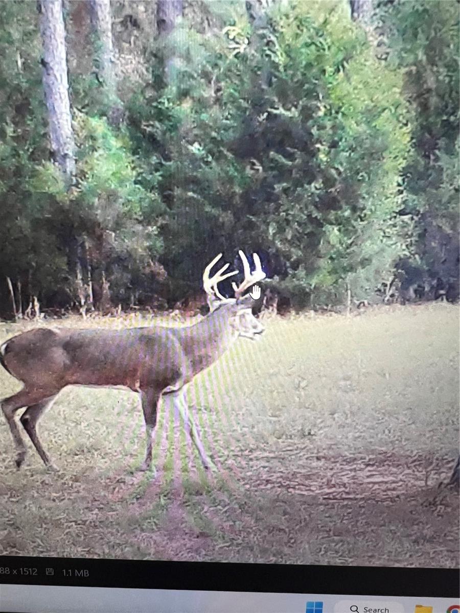 GILLETTE RD, ZOLFO SPRINGS, FL, 33890