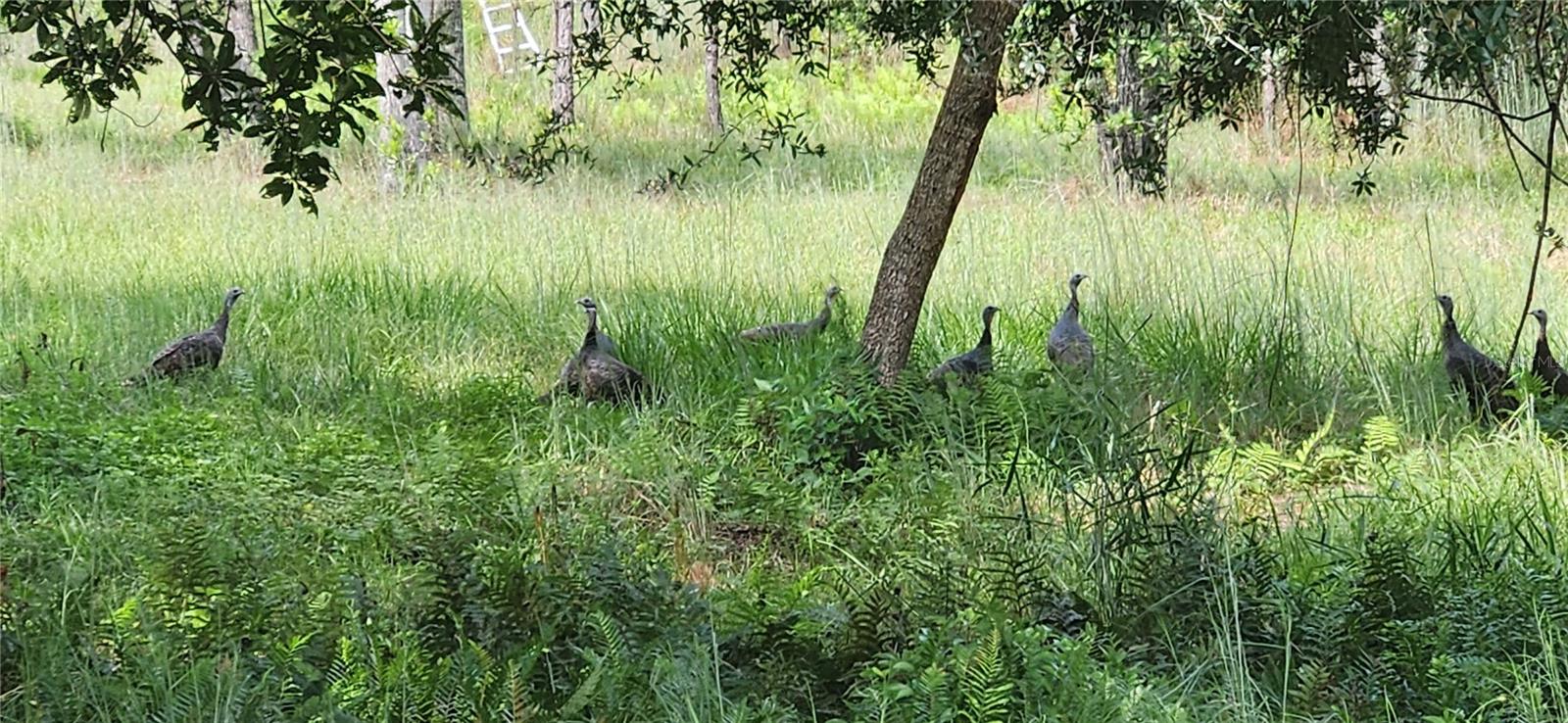 GILLETTE RD, ZOLFO SPRINGS, FL, 33890