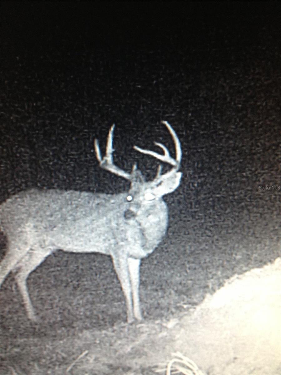 GILLETTE RD, ZOLFO SPRINGS, FL, 33890