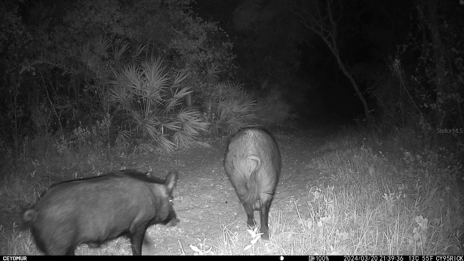 GILLETTE RD, ZOLFO SPRINGS, FL, 33890