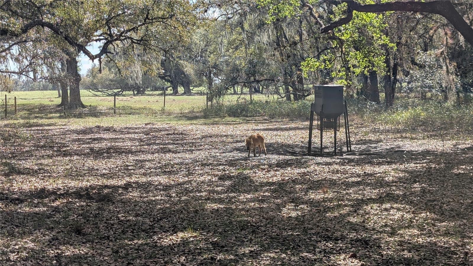 GILLETTE RD, ZOLFO SPRINGS, FL, 33890