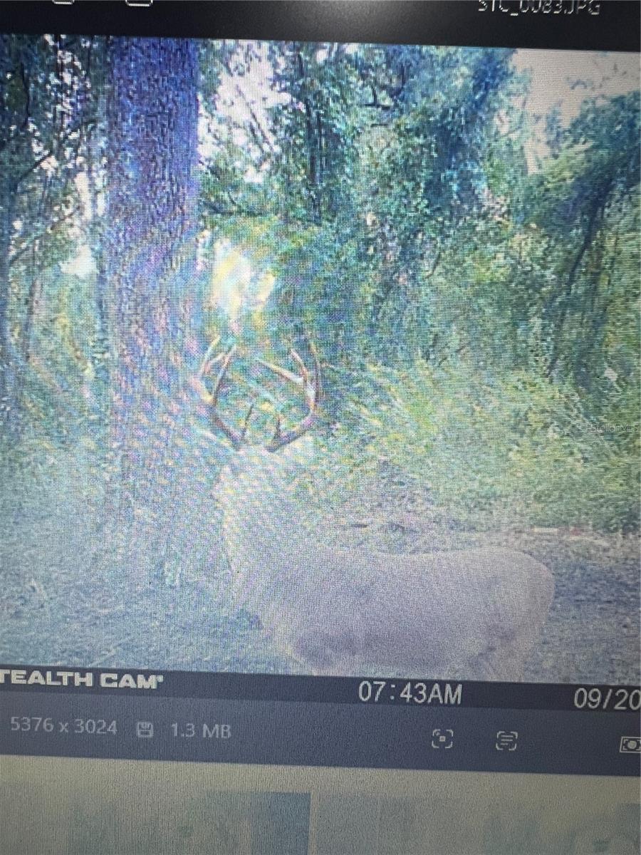 GILLETTE RD, ZOLFO SPRINGS, FL, 33890