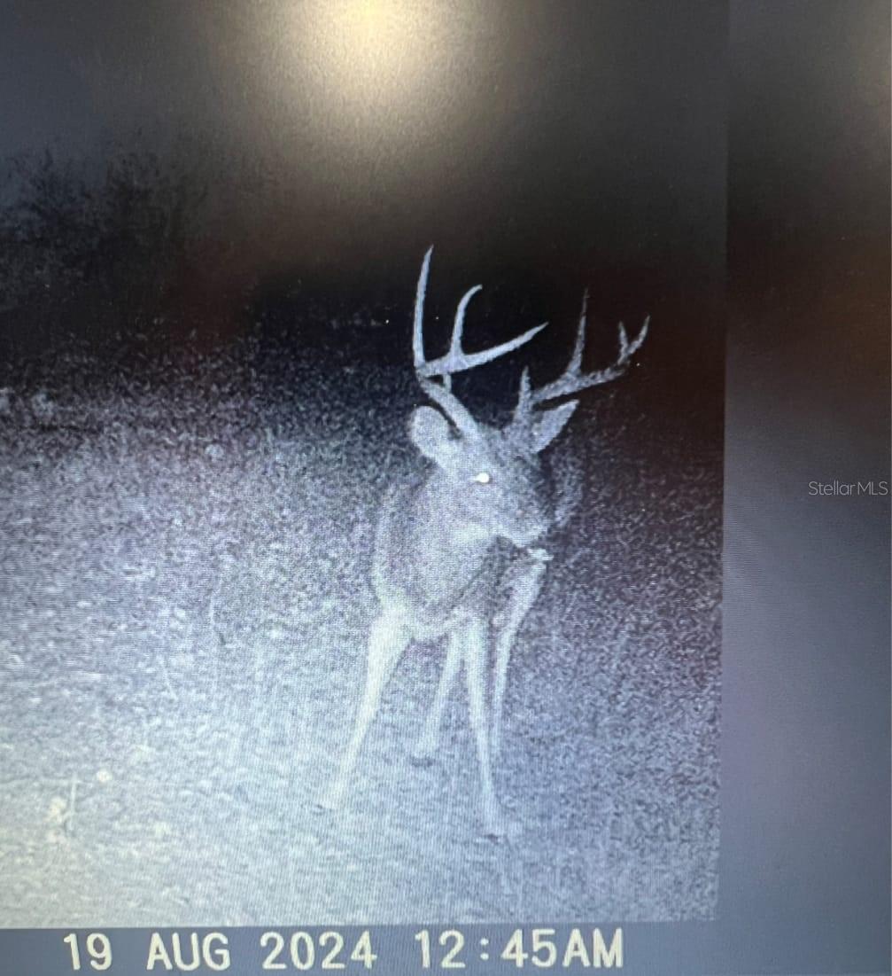 GILLETTE RD, ZOLFO SPRINGS, FL, 33890