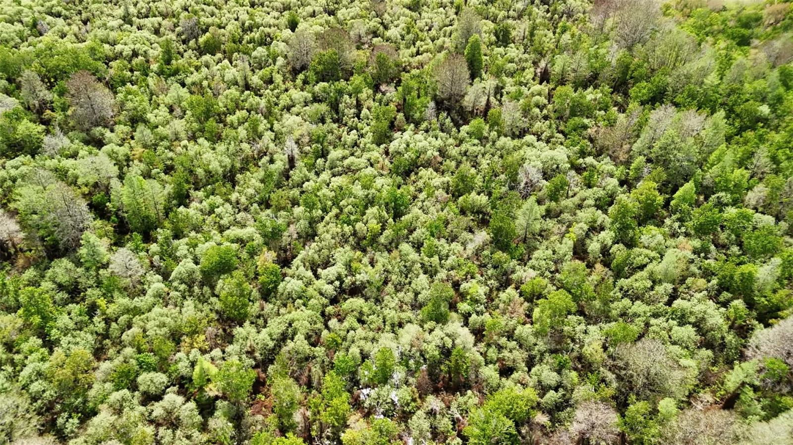 GILLETTE RD, ZOLFO SPRINGS, FL, 33890