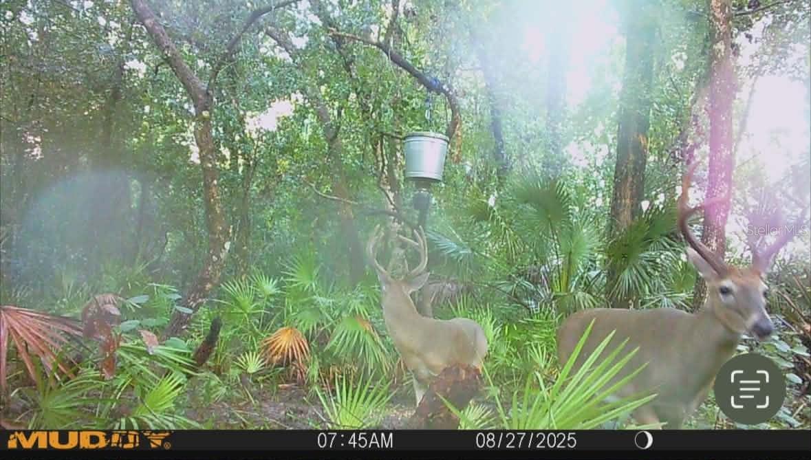 GILLETTE RD, ZOLFO SPRINGS, FL, 33890