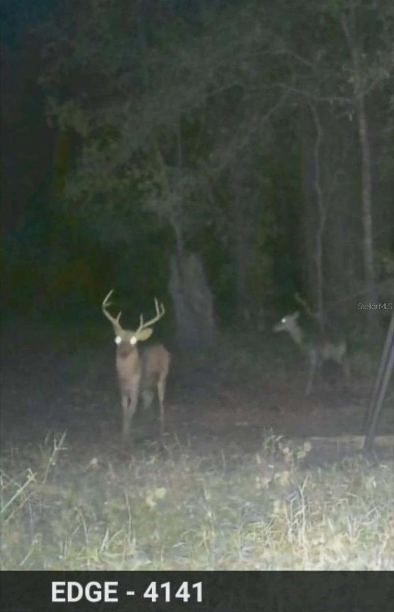 GILLETTE RD, ZOLFO SPRINGS, FL, 33890